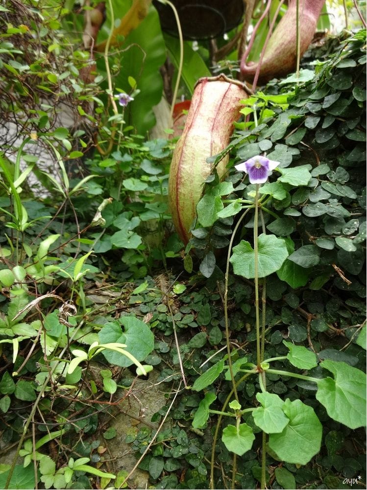 埋もれる花…