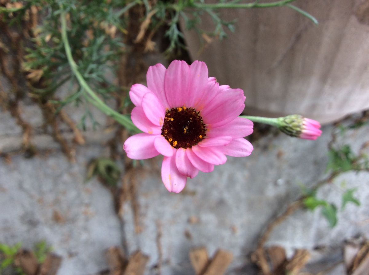 今日の花🎀   咲いたよう☺️③