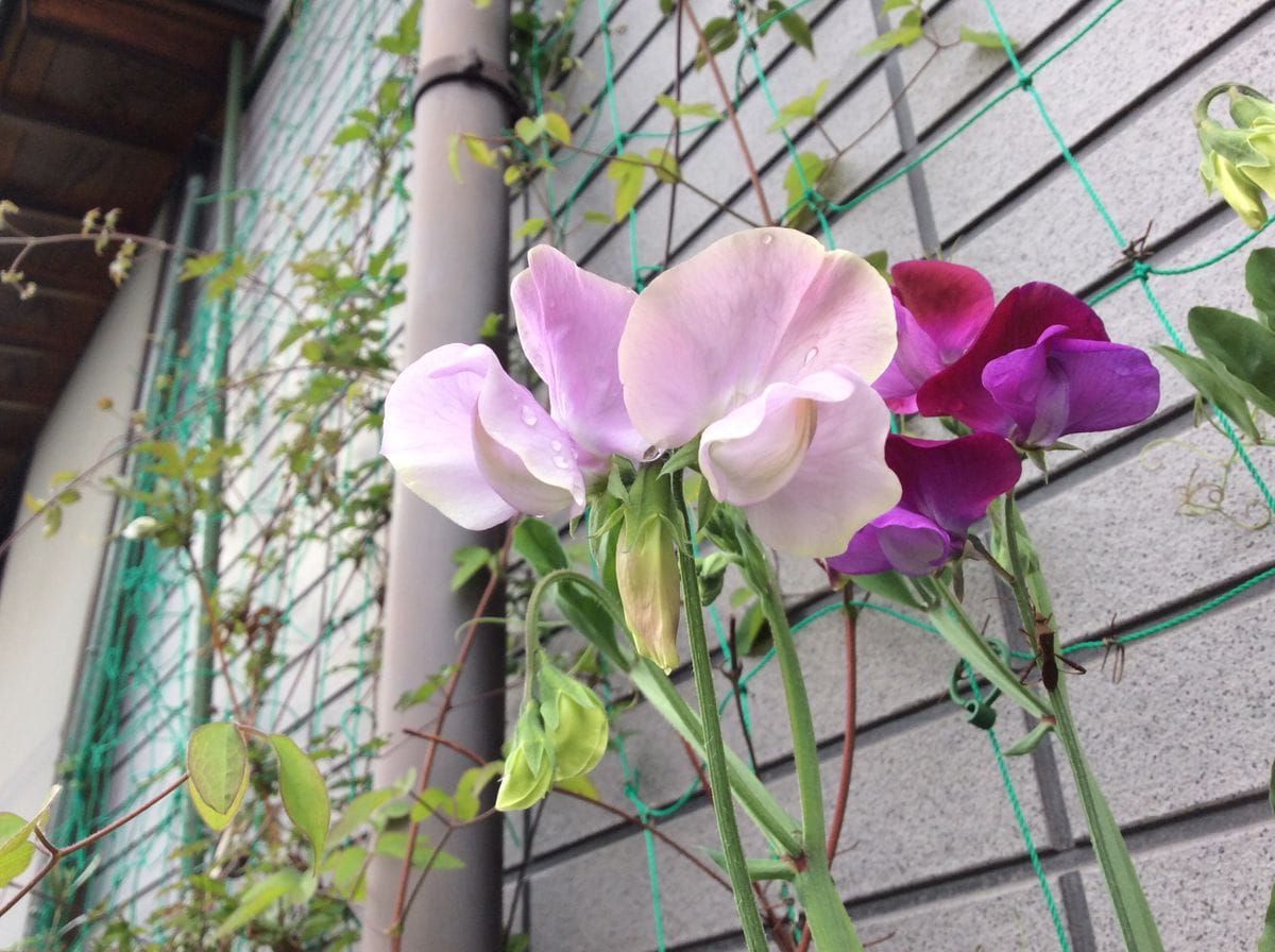 今日の花🎀   咲いたよう☺️③