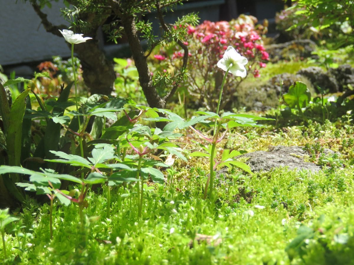 苔庭の白い花