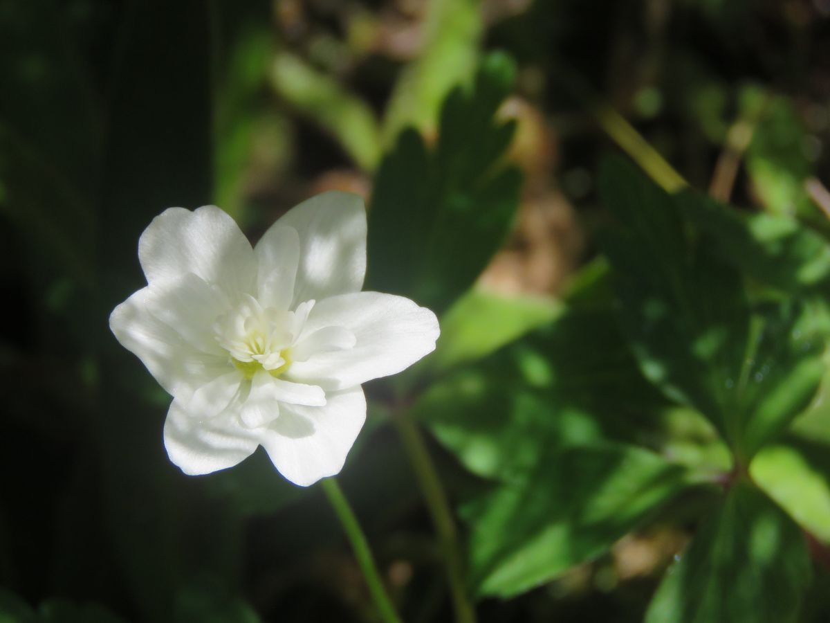 苔庭の白い花