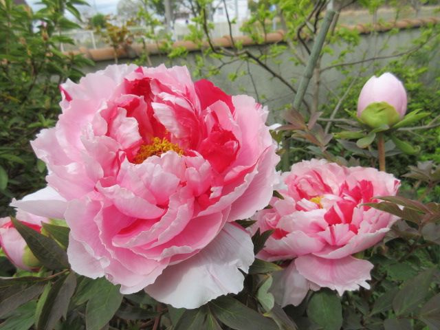 今日のお花