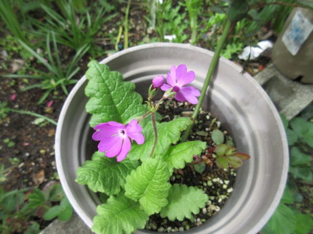 今日のお花