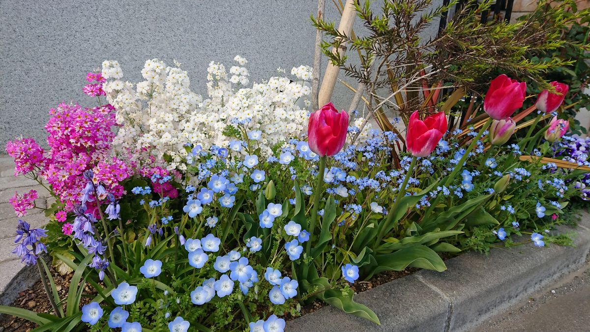 春の花壇全盛期♪