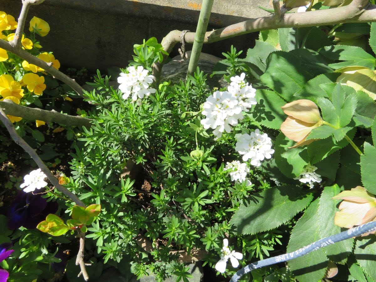 庭の花、咲きました。