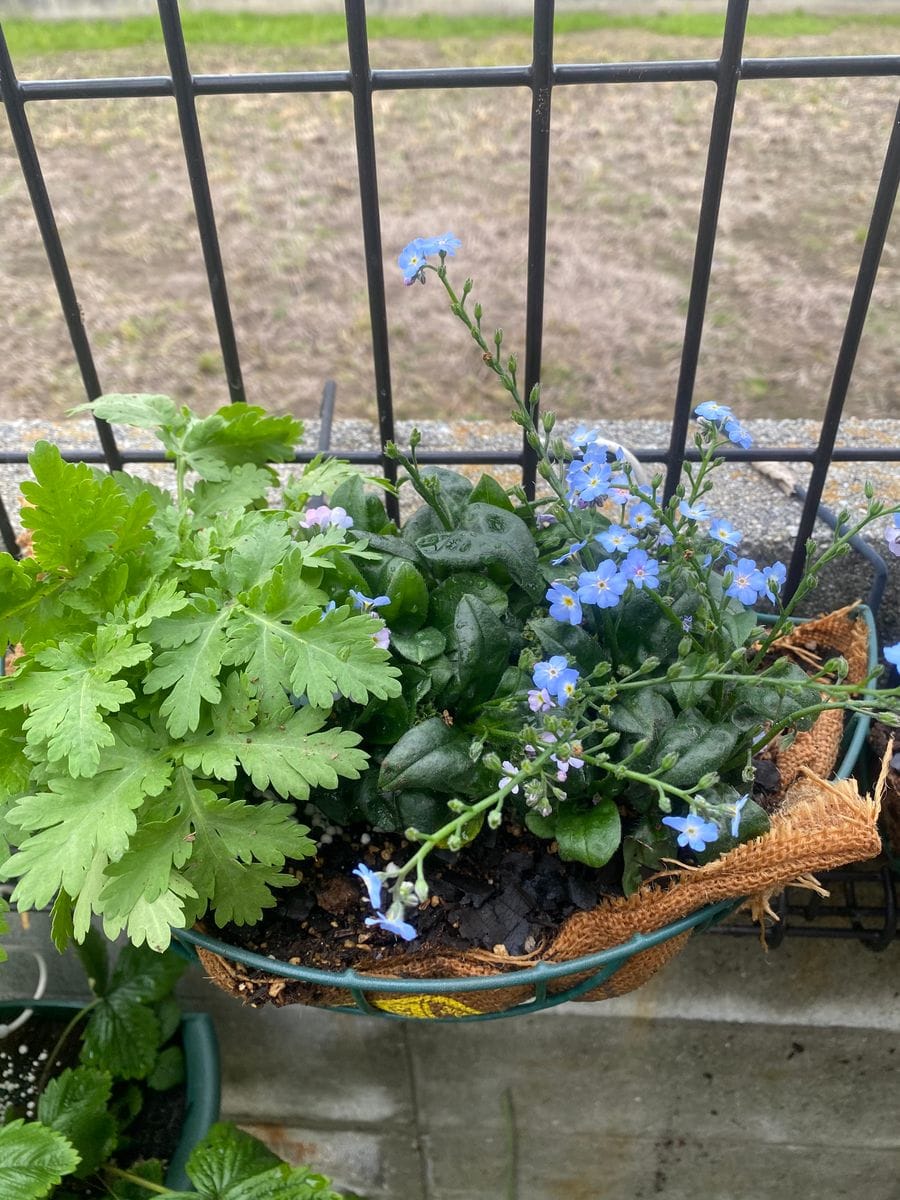 寄せ植え(ハンギング)に挑戦😊