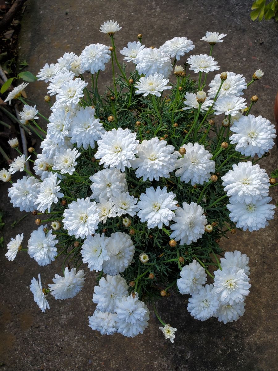 花植えていいですか⁉️🌸💠🌼