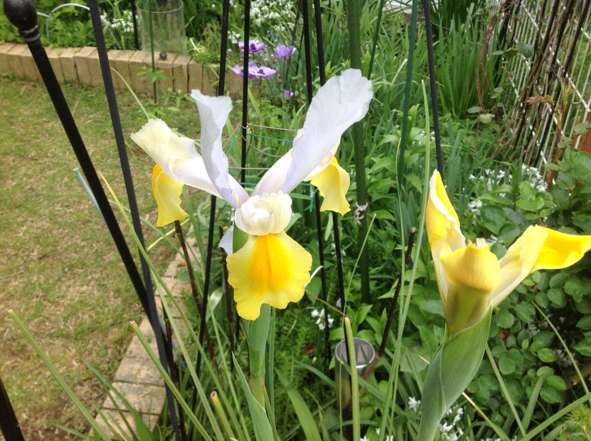 アイリスの花、花弁が色々