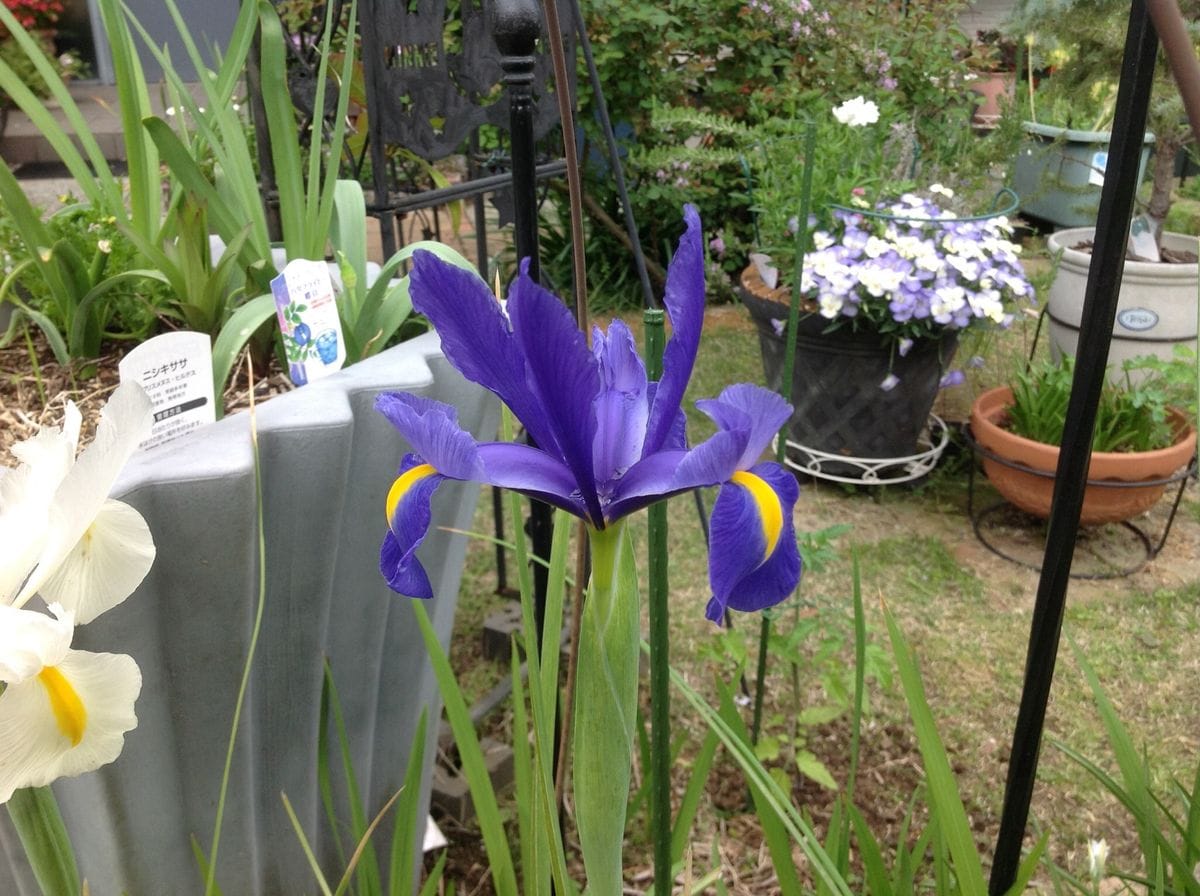 アイリスの花、花弁が色々