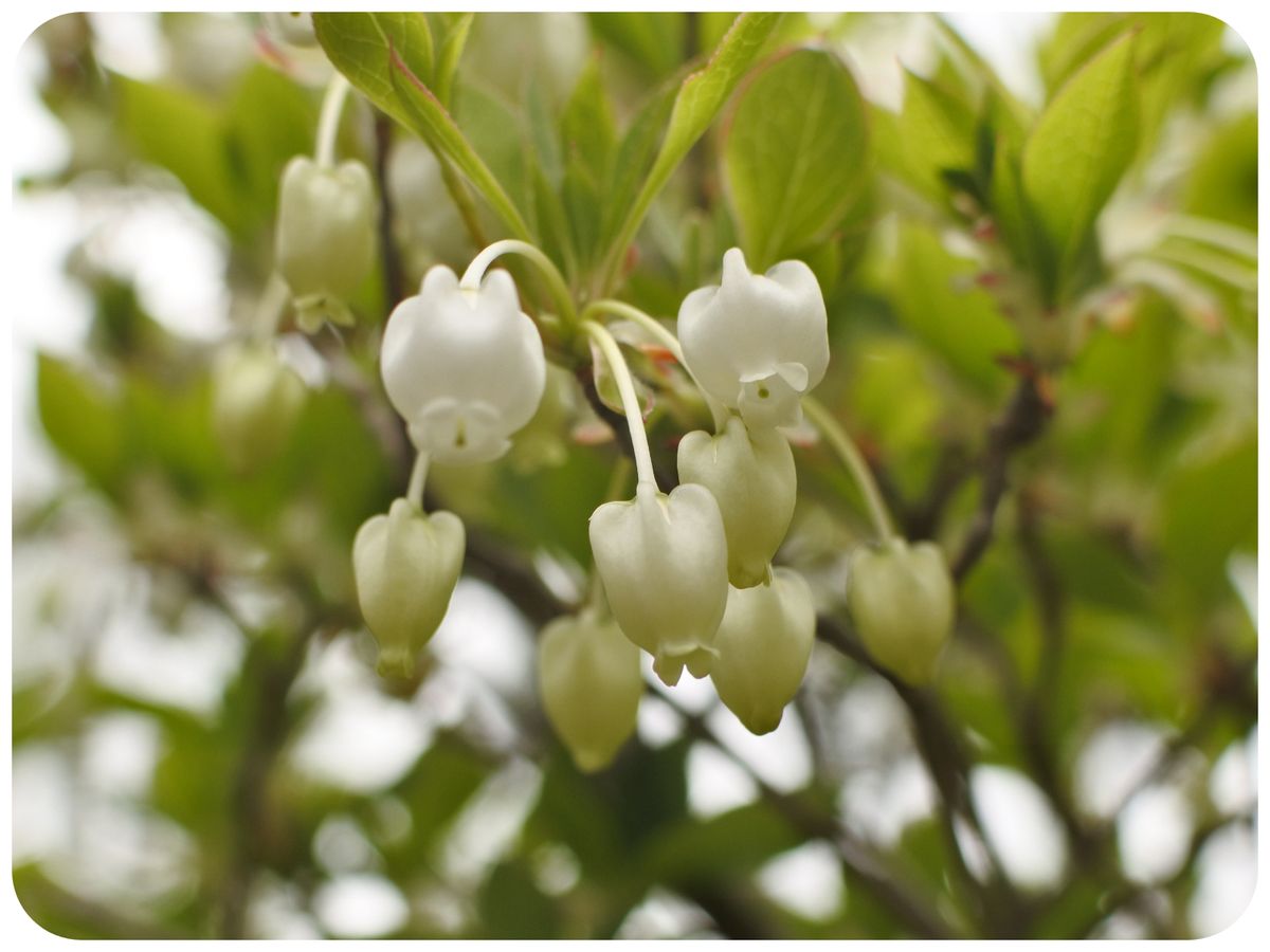 春の草花 その12