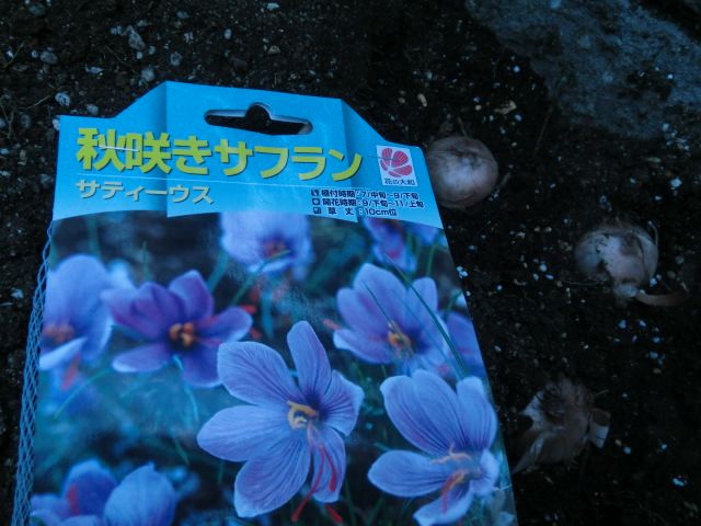 ニラのお花畑！？