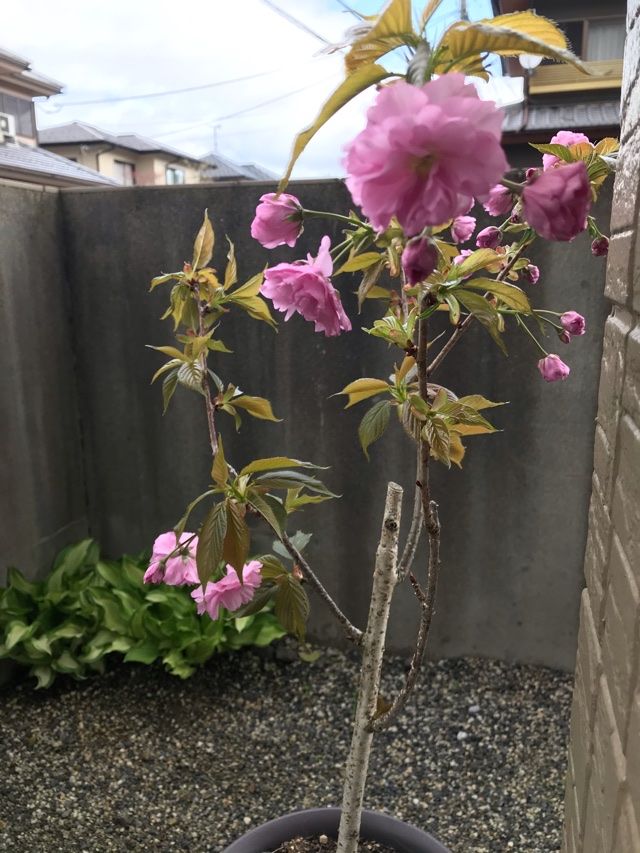 八重桜