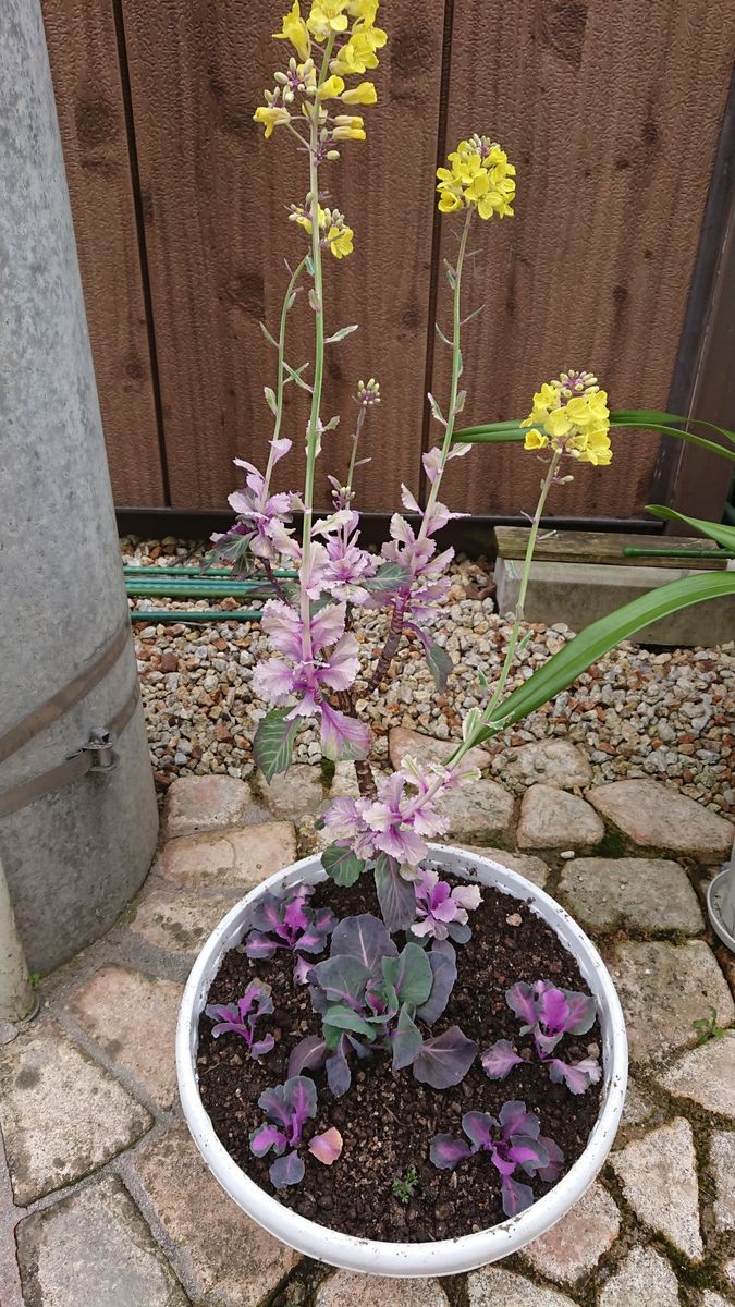 今日の植え替え