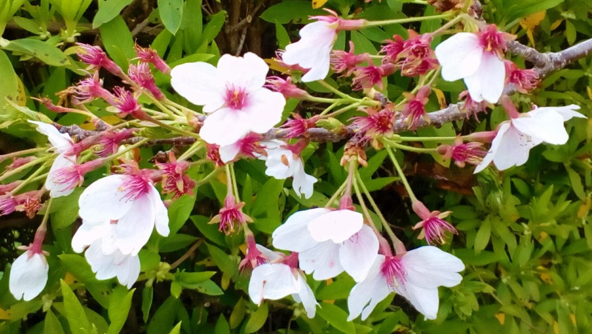 言葉で楽しむ桜の世界『残桜』🌸