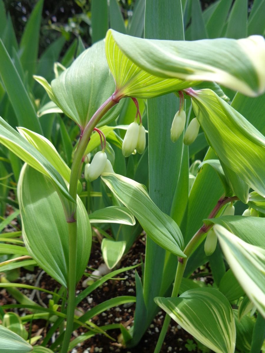 白いお花たち