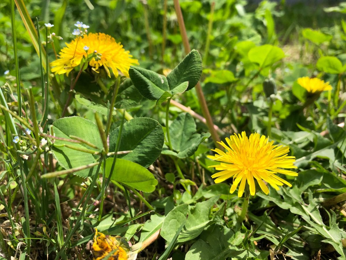 春の野の花