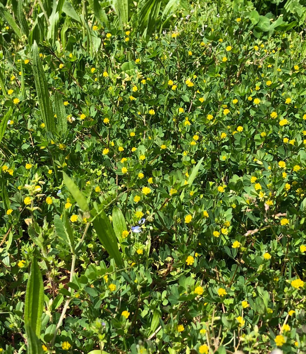 春の野の花