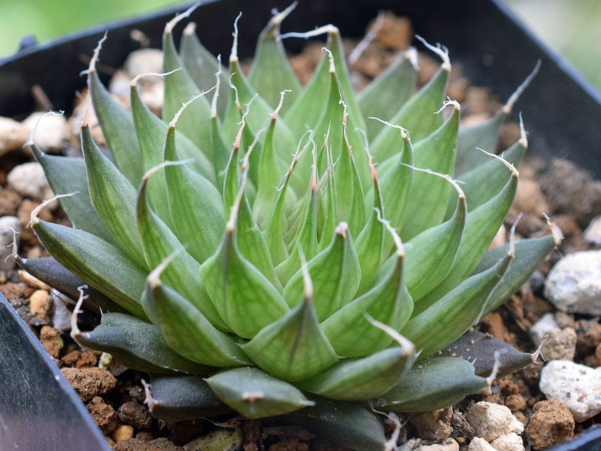 Haworthia ebenea