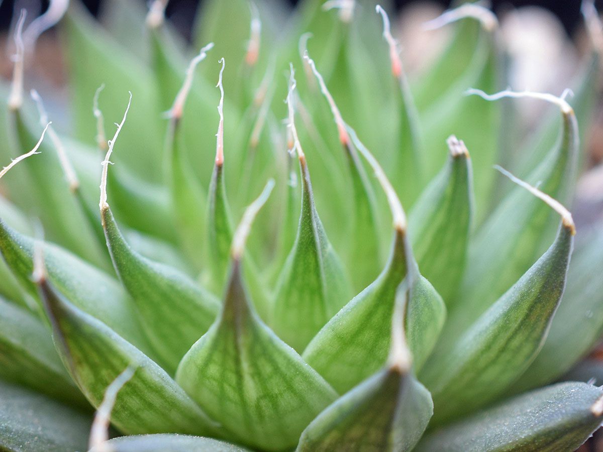 Haworthia ebenea