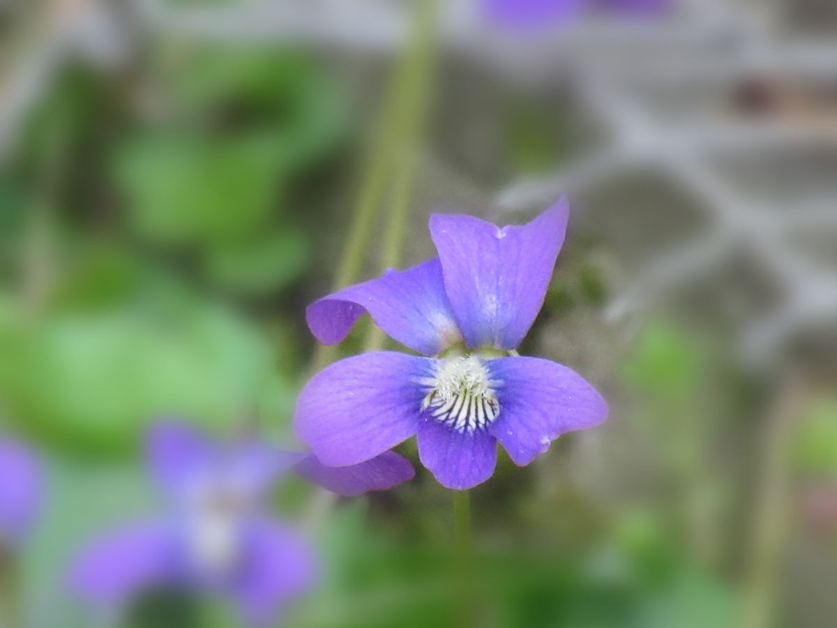 由愛(ゆめ)の花日記♪