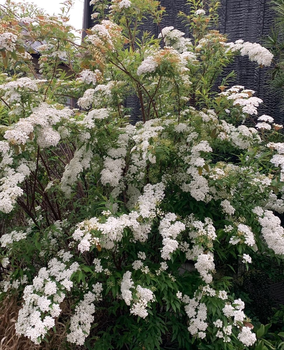 今日の花