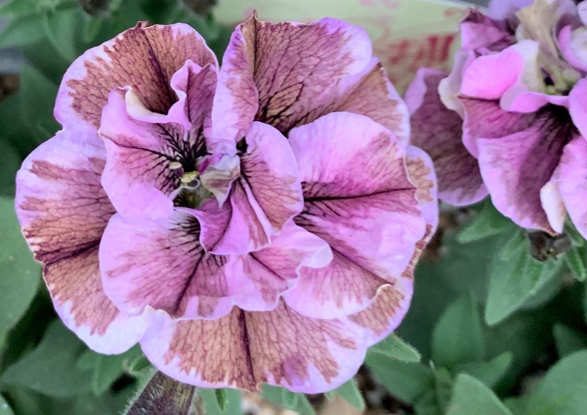 今日の花