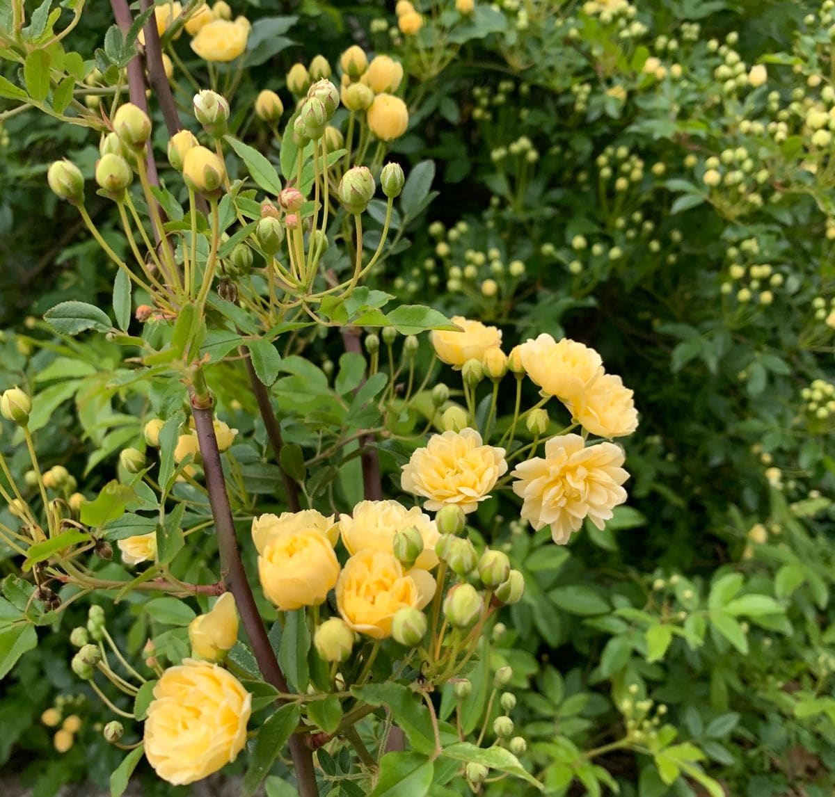 今日の薔薇