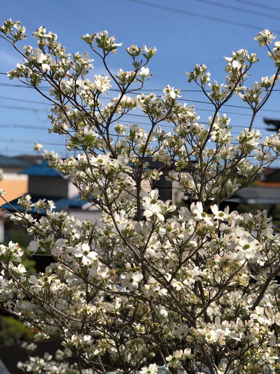 ハナミズキが満開です。