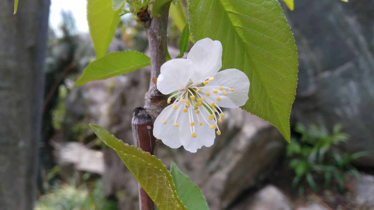 ナポレオン初開花