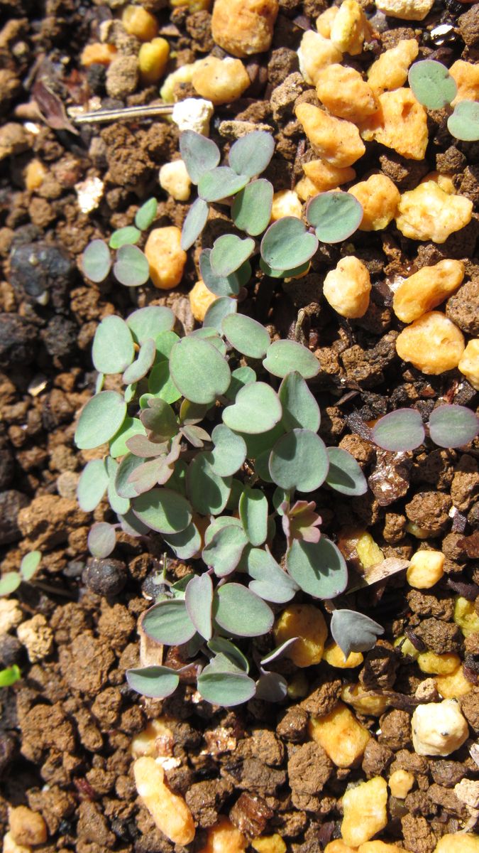 実生🌱発芽状況🌱