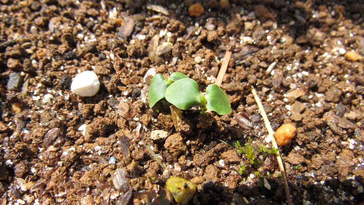 実生🌱発芽状況🌱