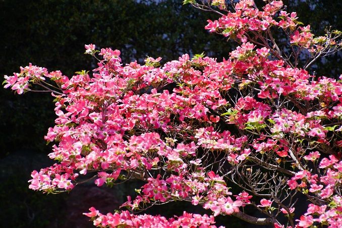 春花開花３・ハナミズキ