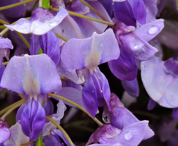 今日の庭から～雨の中の花