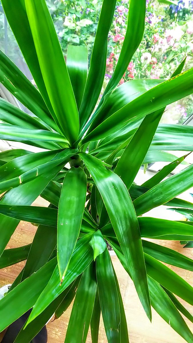 観葉植物の成長