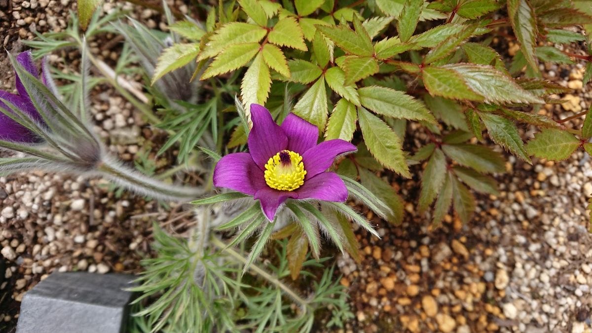 今日の花