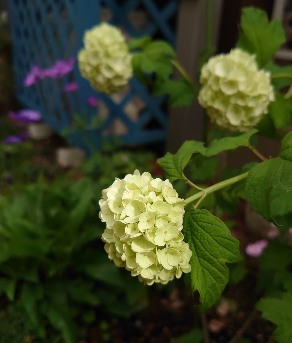 ビバーナムスノーボールが花が咲きました☺️