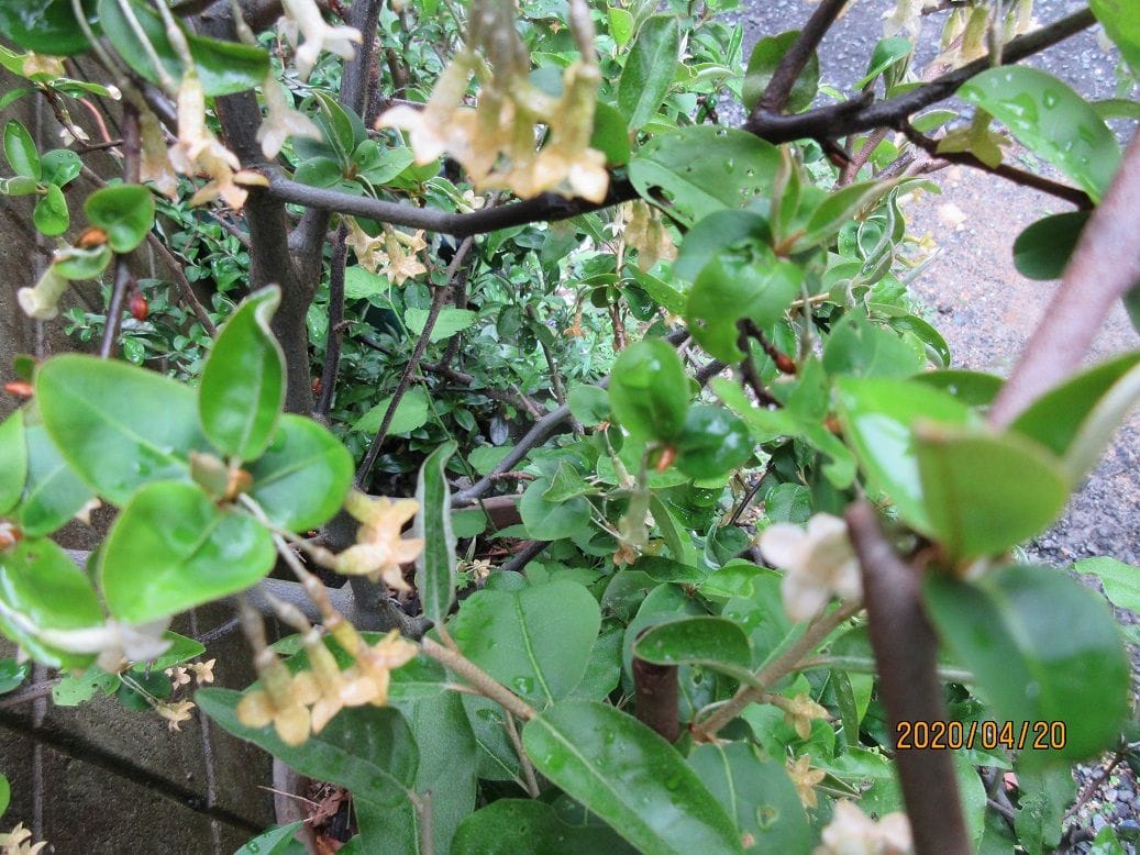 植木鉢の「ぐみ」の花も咲きだしました。