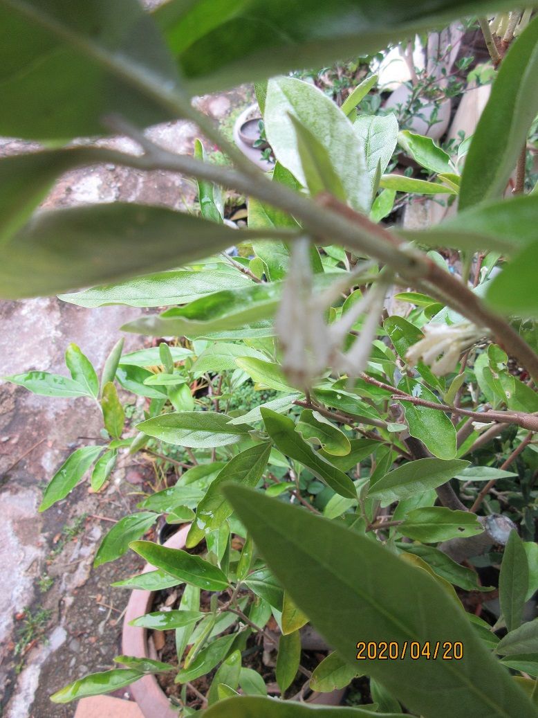 植木鉢の「ぐみ」の花も咲きだしました。