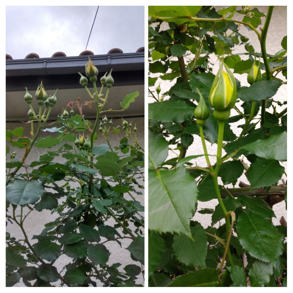 散歩道で見かけた花