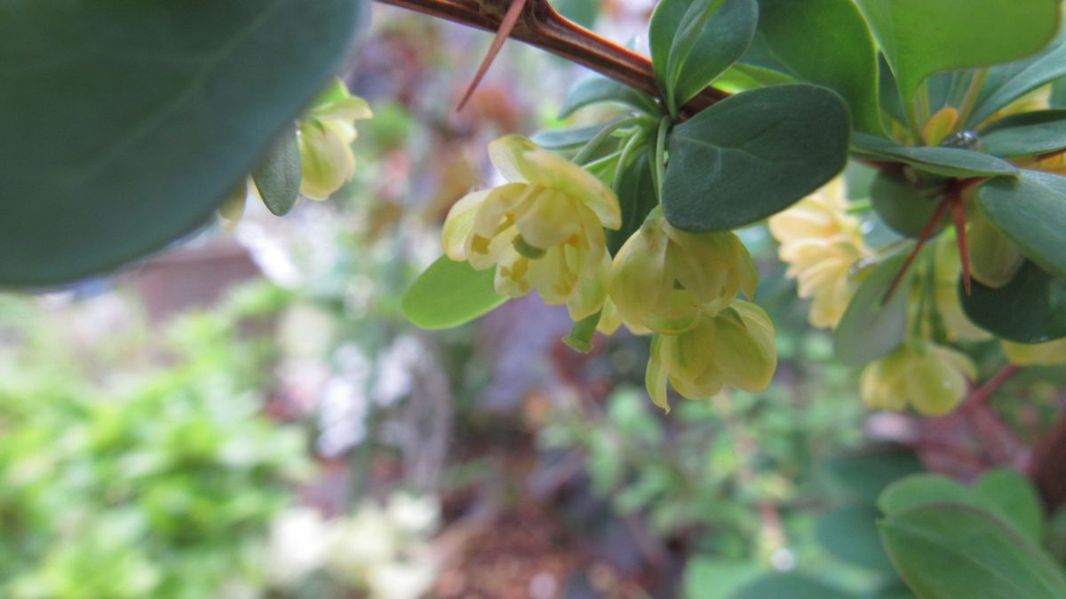 ☔の中咲き始めた🌸