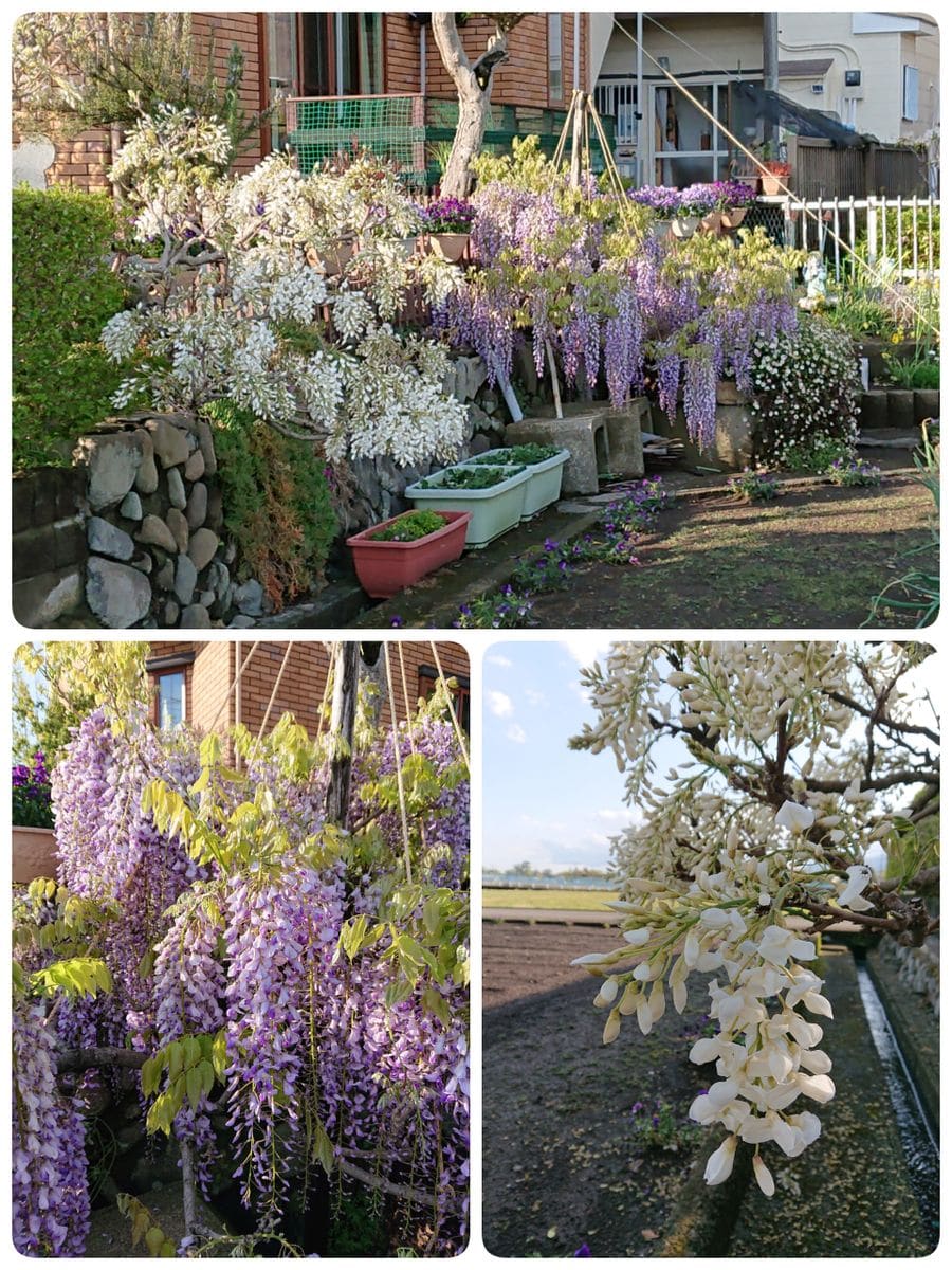 今年も変わらず藤は咲く