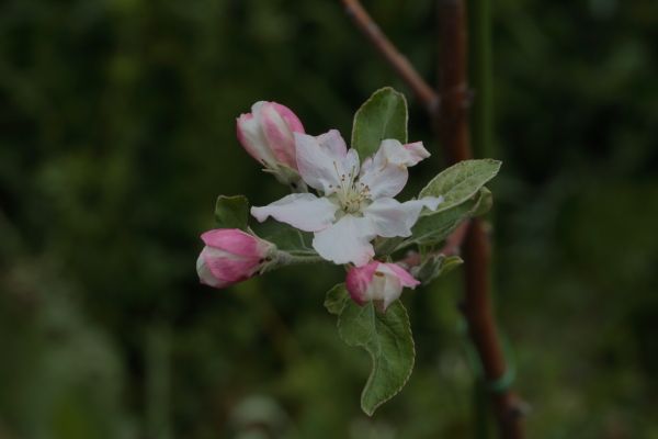 果樹園は花盛りだけど、うちは