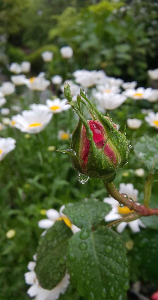 サプライズわらしべ🎁と雨上がりの庭