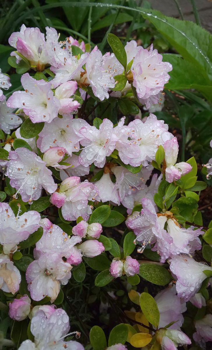 サプライズわらしべ🎁と雨上がりの庭