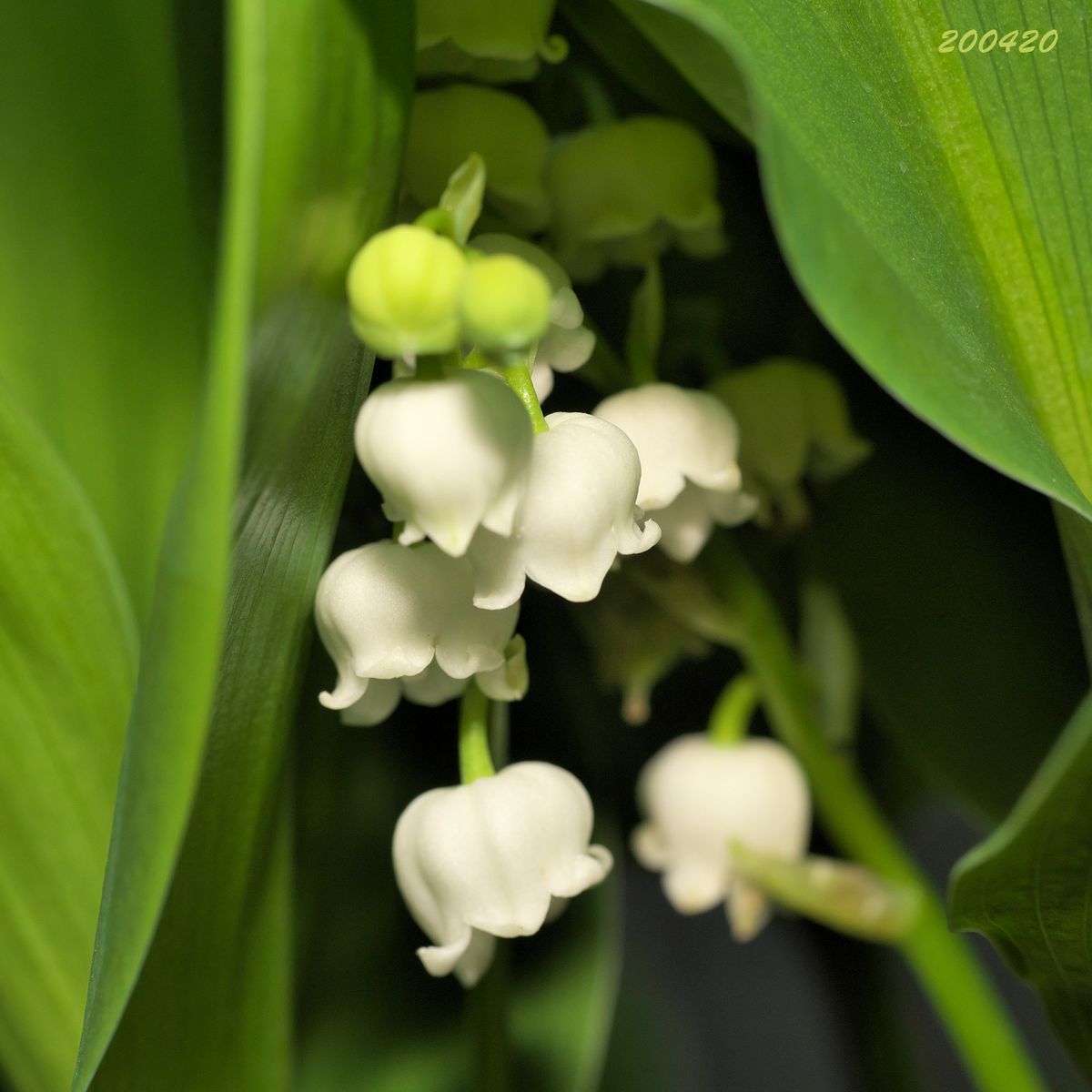 クレマチスに蜂・スズラン・木香薔薇に一人10万！