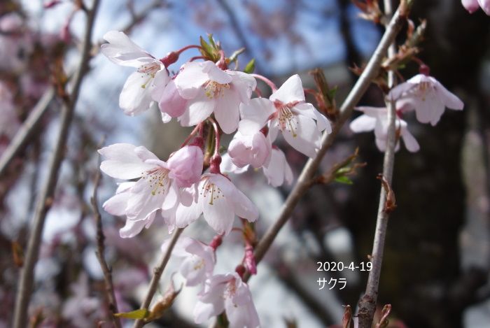 桜が咲く時だというのに・・・