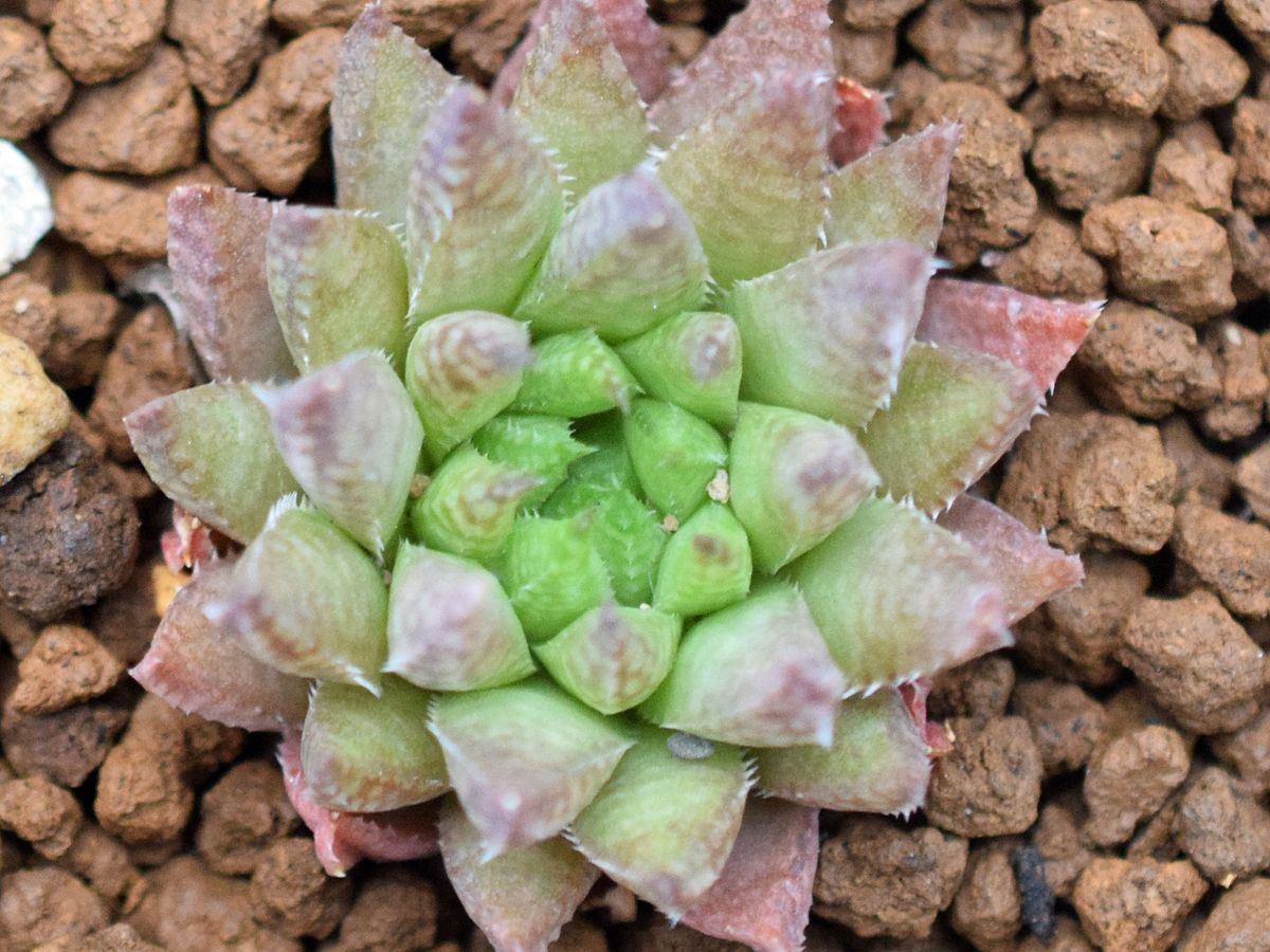 Haworthia lupula