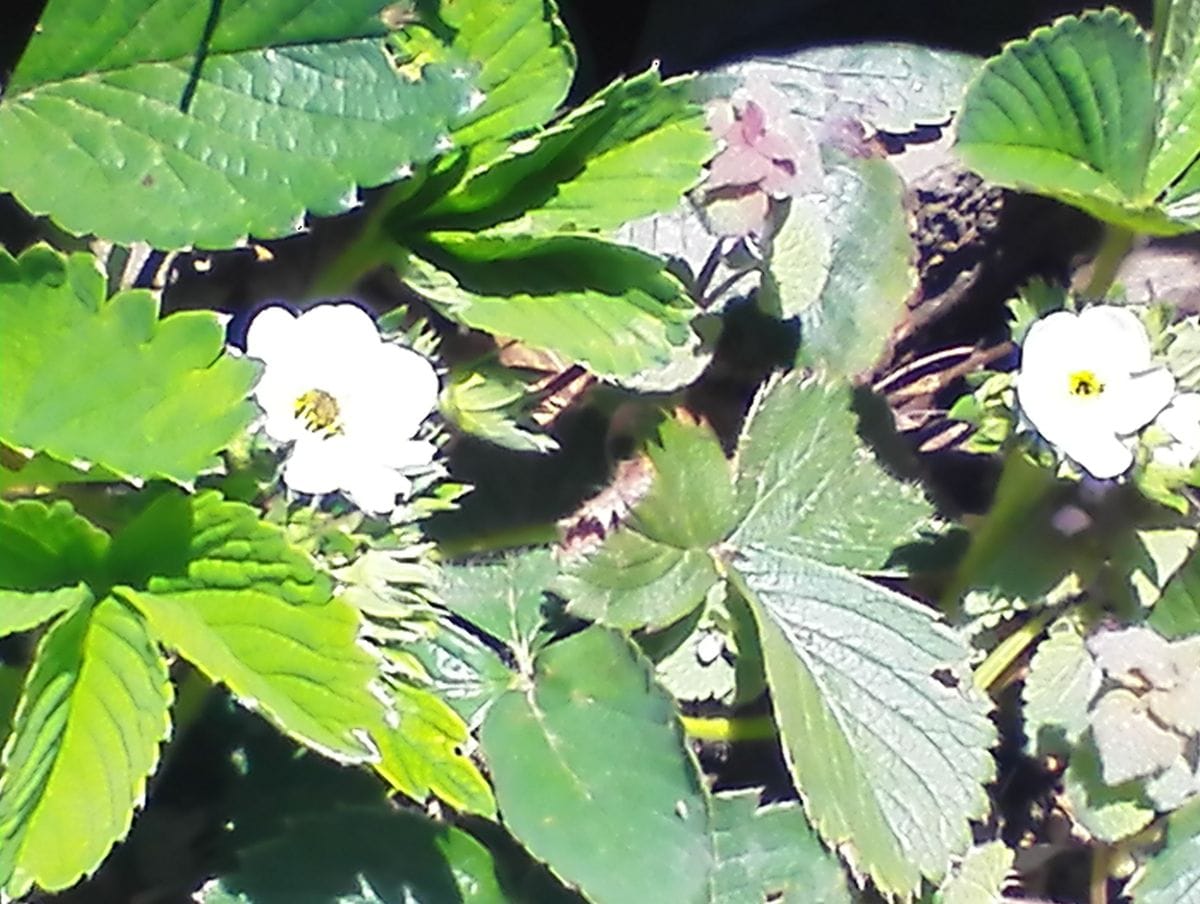 ２０２０庭のイチゴ🍓開花しました💠