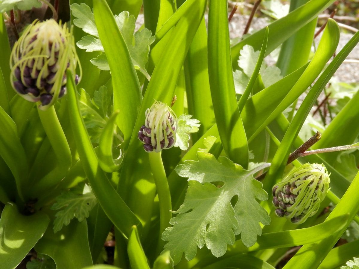 ようやく蕾に花の色が見えてきた～