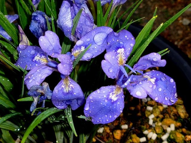 雨の中のエヒメアヤメ